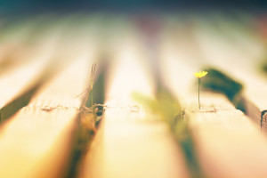 FIFA电竞选手专访，揭秘他们的训练秘诀！