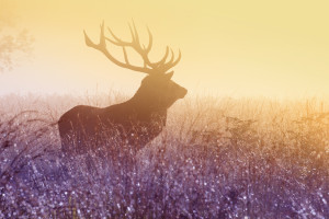 燃情岁月！2026世界杯洛杉矶赛区，每一个进球都牵动人心！